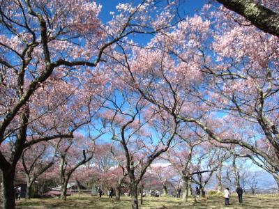 ’１９　信州 桜＆城めぐり４　日本三大桜の名所 高遠城に移動（三ノ丸～藩校進徳館）