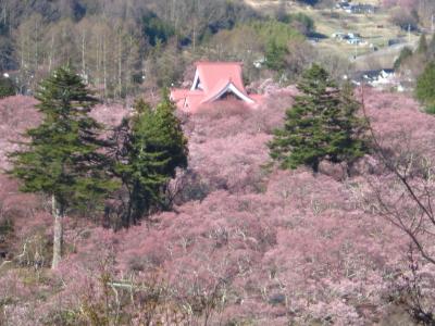 ’１９　信州 桜＆城めぐり６　高遠城周辺散策（薬師堂しだれ桜～五郎山登山～白山観音）