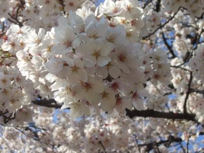 2019年4月3日の新宿御苑　桜メイン