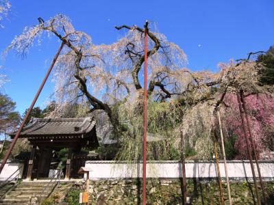 春の秩父観音めぐりと清雲寺へ