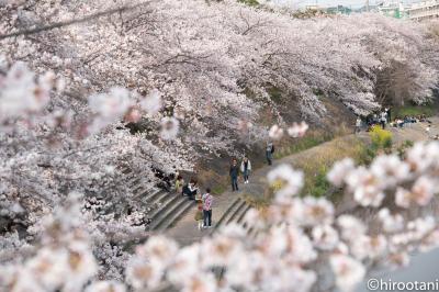 2019年　東海の桜めぐり　【１０】山崎川四季の道の桜　再び