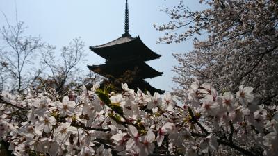 2019年4月散歩 京都の桜