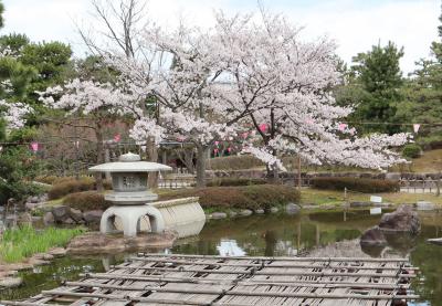 北陸８名城のさくら（２）・・安宅関跡と芦城公園（小松城三の丸跡）を訪ねます。