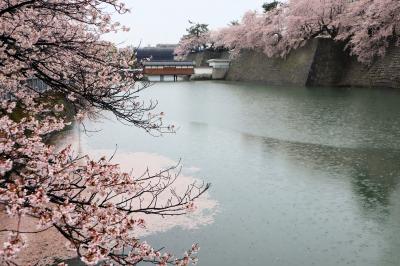 北陸８名城のさくら（５）・・霞ヶ城公園（越前丸岡城）と福井城址を訪ねます。