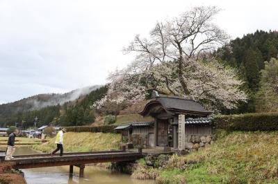 北陸８名城のさくら（６）・・一乗谷朝倉氏遺構と越前大野城を訪ねます。