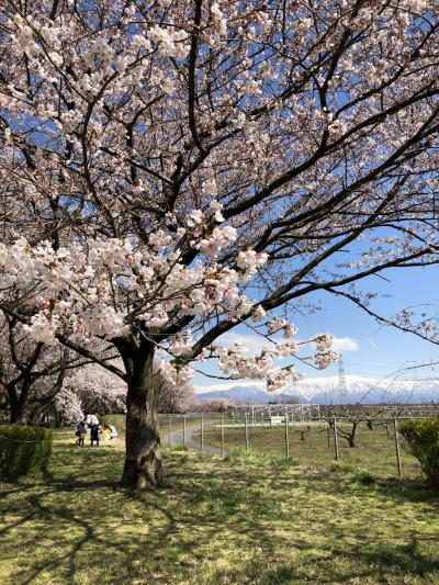 新潟を北上　加治川治水記念公園の桜～水芭蕉～村上の鮭～笹川流れ と 錦鯉の里