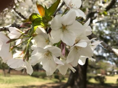最後の桜　　ＩＮ　　若草公園
