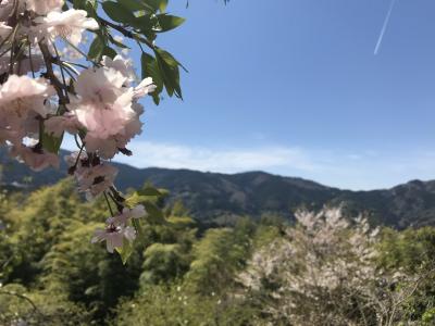 お花見がてらにランチに行きました