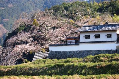 ’１９．明日香の桜を求めて（橘寺）