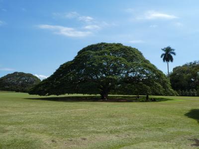 晴天のハワイ 2019春(4~5日目)