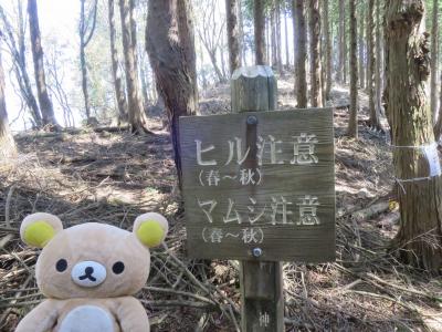 神奈川県　最高峰目指すクマ。蛭ヶ岳→焼山登山口