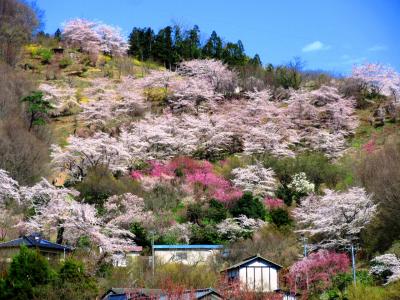 桜咲く東北へ、白石川堤と福島・花見山の旅