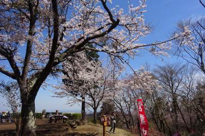 ⑲高尾山健康登山（１８）　高尾山さくら満開　東尾根－小仏城山ー高尾山山頂ー高尾山温泉