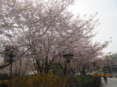上海の魯迅公園・葉桜・2019年春