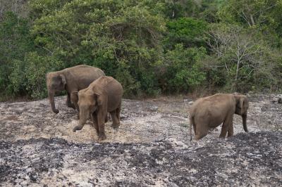 2019年ゴールデンウィーク　スリランカの旅①～ネゴンボ,タンブラ石窟、ミンネリア～