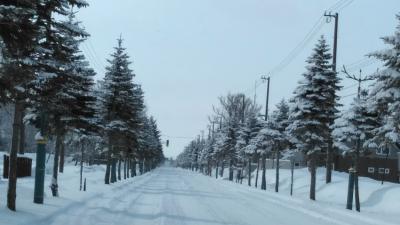 2019年今年も懲りずに桜を求めて本州に上陸します　( ﾟ∀ﾟ)ｱﾊ