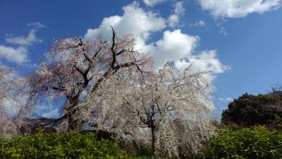 京都 桜咲く2019