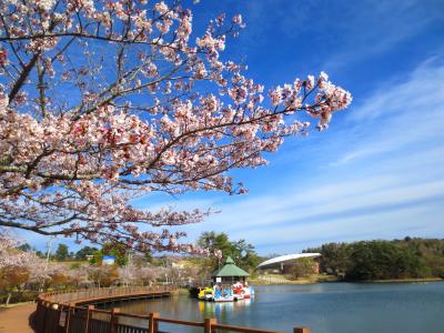 出張先でも寸暇を惜しんでお花見で人気者に。雲の形も何だかイイ