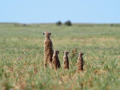 オカバンゴ、マカディカディ塩湖の動物たち。