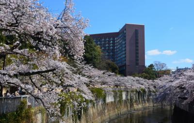 平成最期のお花見　【椿山荘周辺の景色】