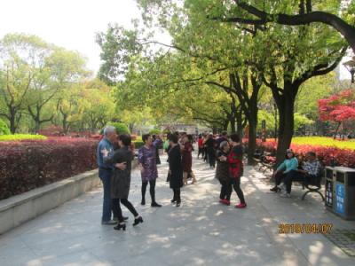 上海の閔城路・辛城中央公園・2019年春