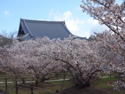 仁和寺に御室桜を見に。ここでは，桜が身近に感じられます。桜に包まれる感じです。