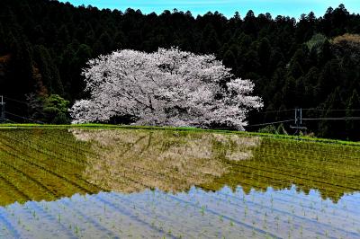 諸木野の桜