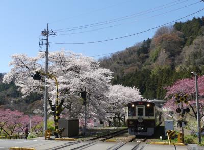 「水沼駅」のサクラ_2019_散り始めていますが、まだまだ綺麗です。（わたらせ渓谷鉄道）