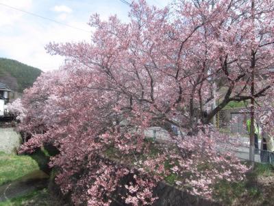 2017高遠小彼岸桜