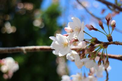 輝く春光の下、今年も『花の道』にて、さくら散歩☆