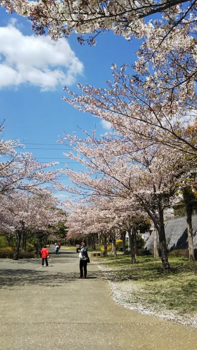 見納めの桜&#127800;