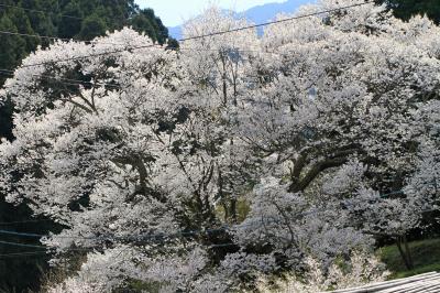 仏隆寺の千年桜　満開の。