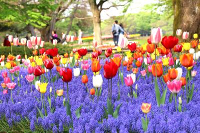 10日違えば別世界、昭和記念公園・・・