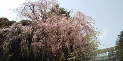 神宮外苑の桜道散歩
