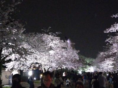 万博公園夜桜閲覧