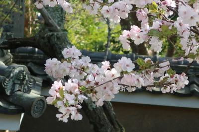 河内長野の観心寺如意輪観世音特別拝観に