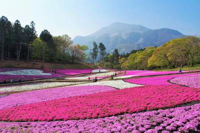 秩父・芝桜の見頃を迎えた羊山公園、ちょろっと市街地を歩く