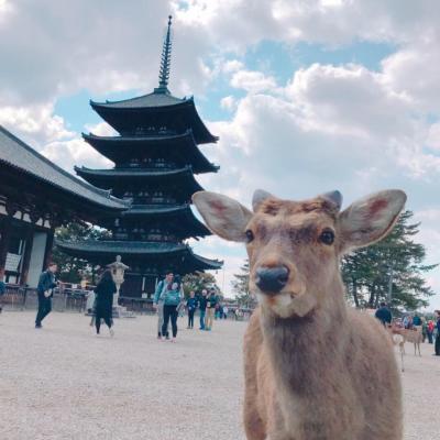 春の奈良公園へ☆鹿かわいい！