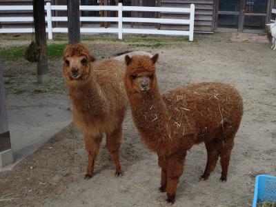 新潟ふれあい動物センター