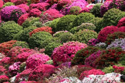 鮮やかなモコモコまんまるツツジは根津神社の「文京つつじまつり」