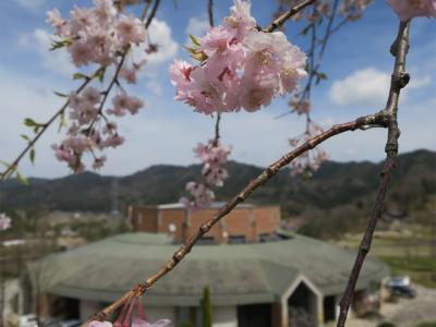 信楽の陶芸の森で展覧会とランチ