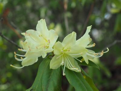 満開のヒカゲツツジをめでながら　花の坪山日帰り登山