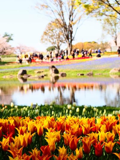 昭和記念公園の渓流広場で、カラフルなチューリップと桜の見事な競演