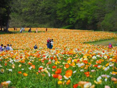 FLOWERトライアングル　国営武蔵丘陵森林公園