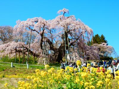 「　日本三大桜【三春の滝桜】　花の王国・ふくしま3つの名桜めぐり2日間　」　2019