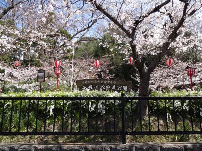 売布神社～カトリック宝塚黙想の家～小浜桜まつり～逆瀬川