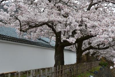 旧国鉄日中線跡の枝垂れ桜並木と茅葺きの大内宿・湯野上温泉駅