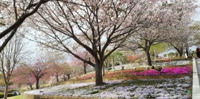 静峰ふるさと公園の桜