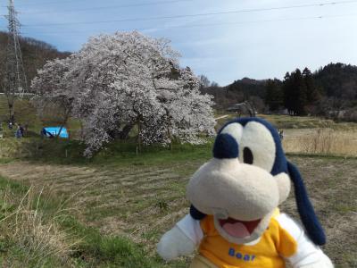 グーちゃん、会津へ平成最後の花見に行く！(石部桜から鶴ヶ城へ！編）