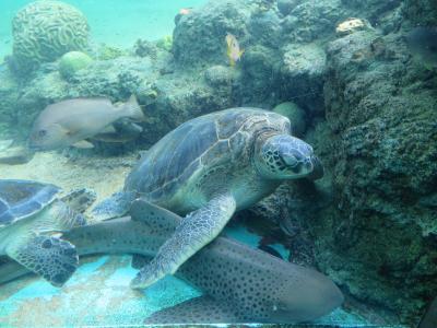 心の安らぎ旅行（2018年10月お友達と夫と4人で八景島へPart2　見所がたくさん！楽しすぎる♪）